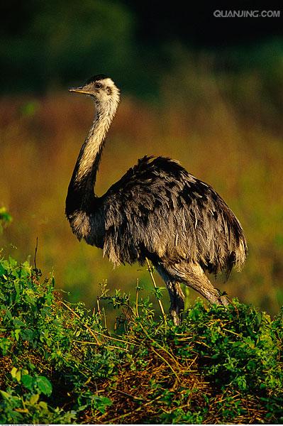  p>大美洲鸵(学名: i>rhea americana /i>)是美洲鸵鸟目美洲鸵鸟科的