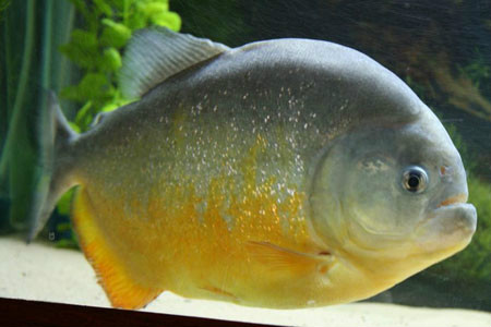  p>迷人臀点脂鲤(pygocentrus piraya)又称胭脂水虎鱼,胭脂食人鱼,为