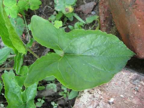  p> b>单籽犁头尖 /b>(学名: i>typhonium calcicolum /i>)为单子叶