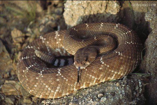  p>南美响尾蛇(crotalus durissus)是一种分布在南美洲的响尾蛇.