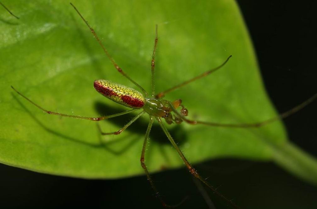  p>昆虫名,为蛛形目,肖蛸科.