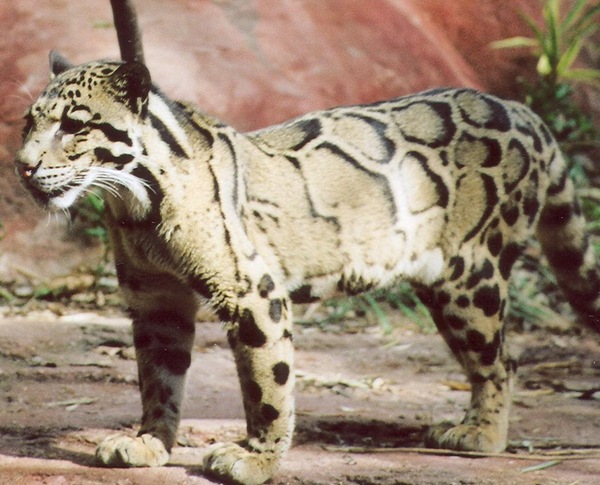  p>台湾云豹(拉丁学名: i>neofelis nebulosa brachyurus /i>),又名