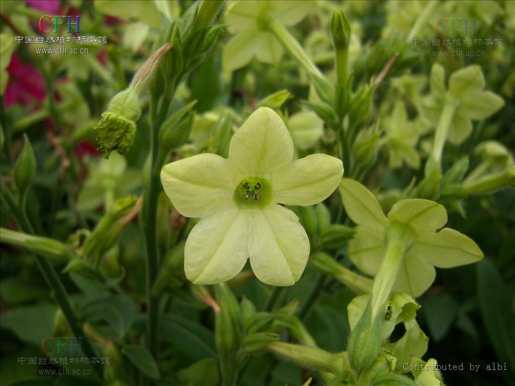 nicotiana sanderae
