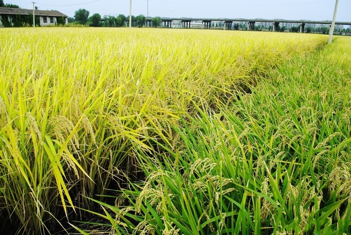  p data-id="gnbtmc136k">晋祠大米,山西省太原市 a target="_blank"