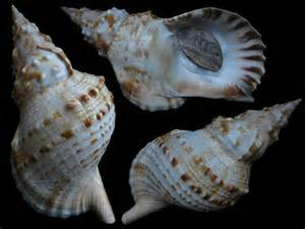  p>白法螺(学名: i>charonia lampas sauliae /i> ): a target="