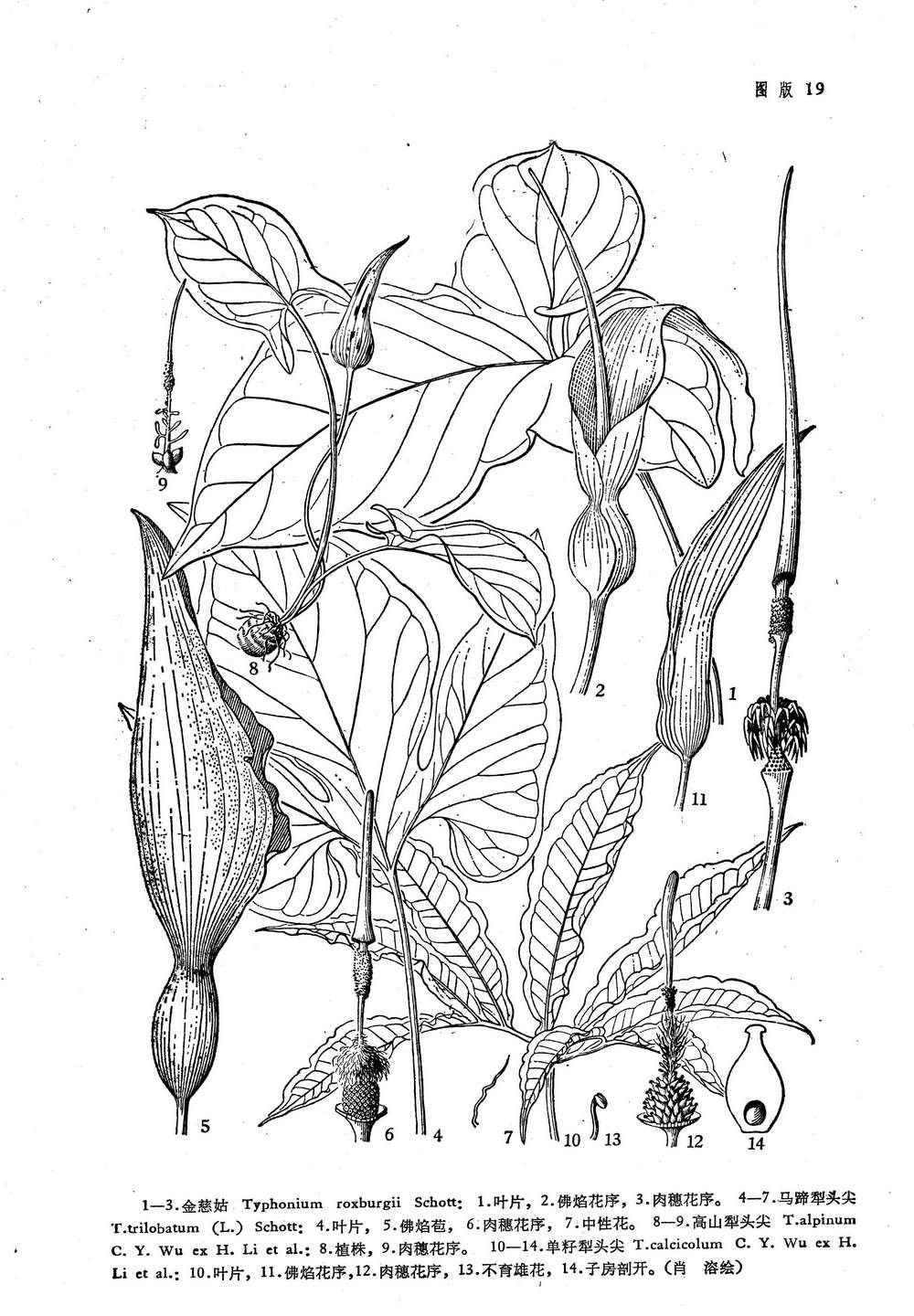  p> b>马蹄犁头尖 /b>(学名: i>typhonium trilobatum /i>)为 a