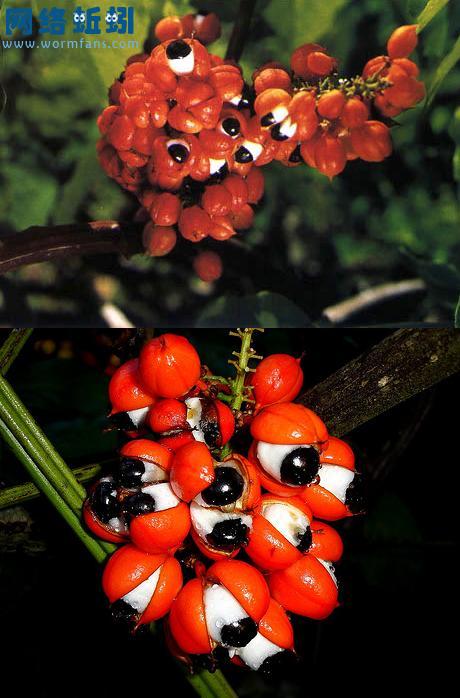  p data-id="tztfknxpedar">瓜拉纳,一种无患子科醒神藤属植物.