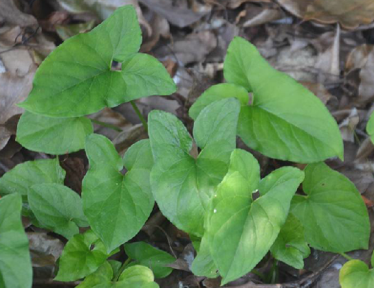  p>犁头尖,中药名.