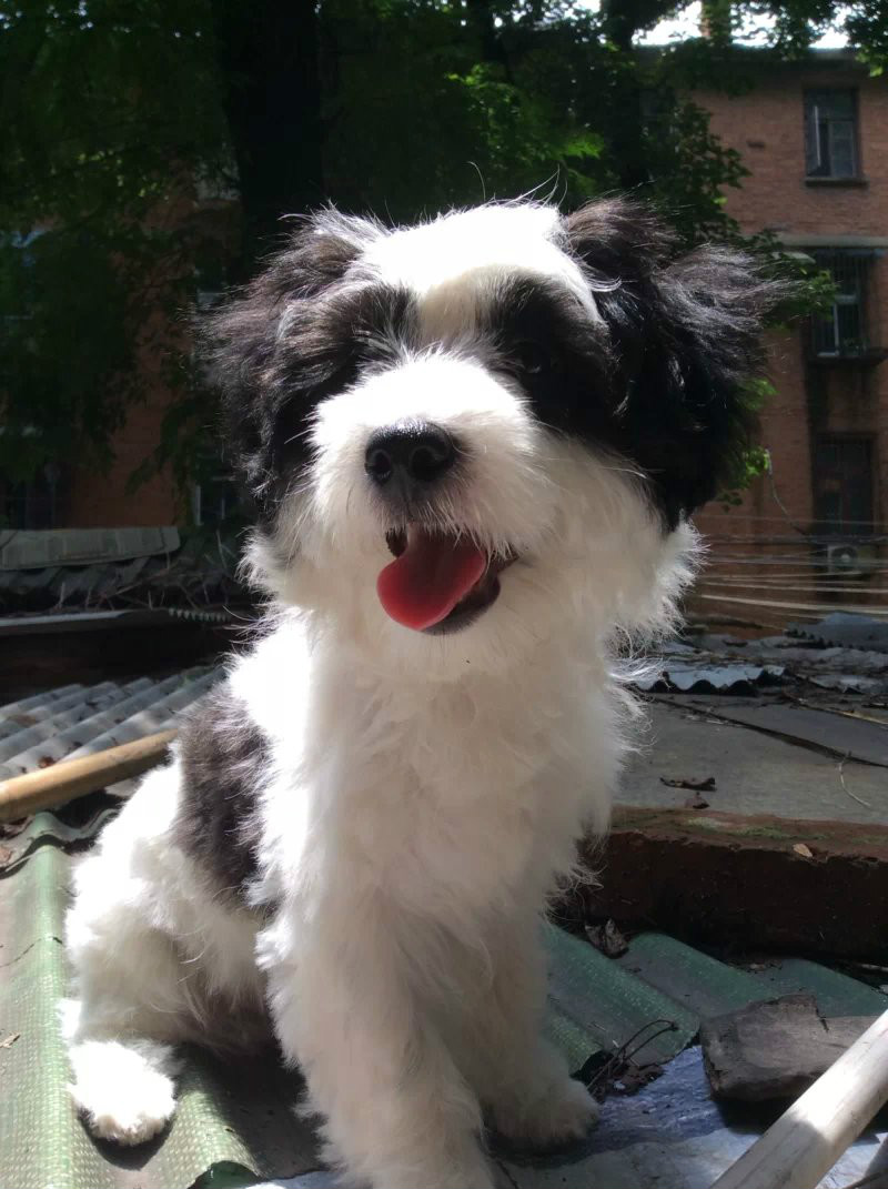 熊猫犬