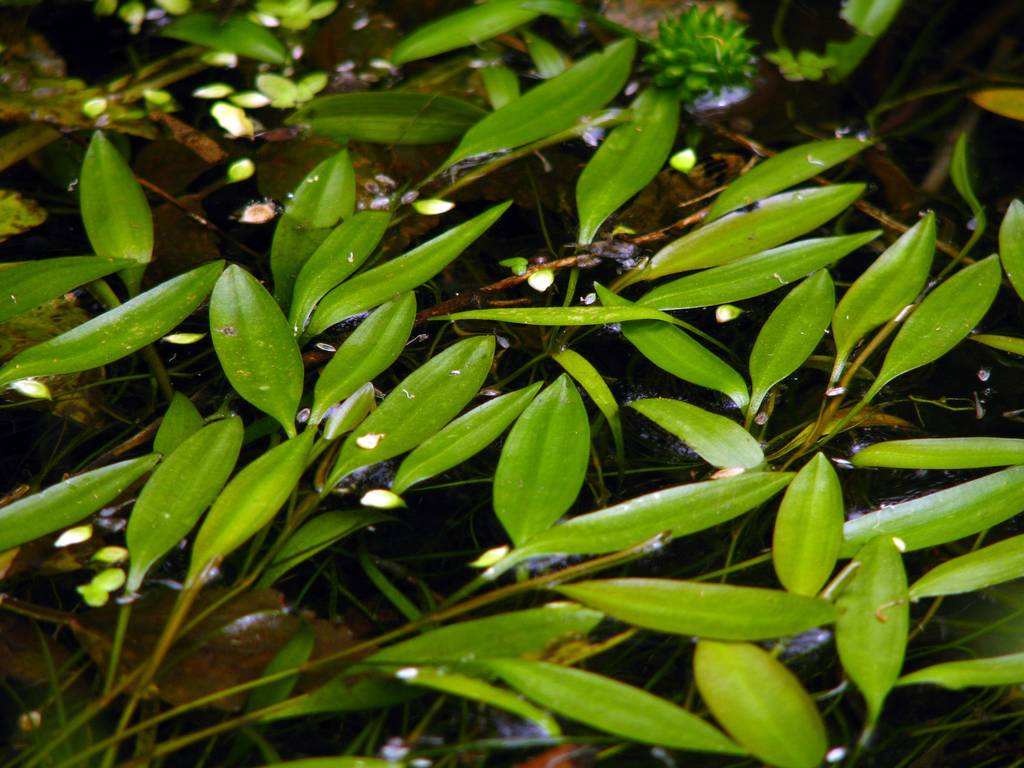 potamogeton filiformis pers.