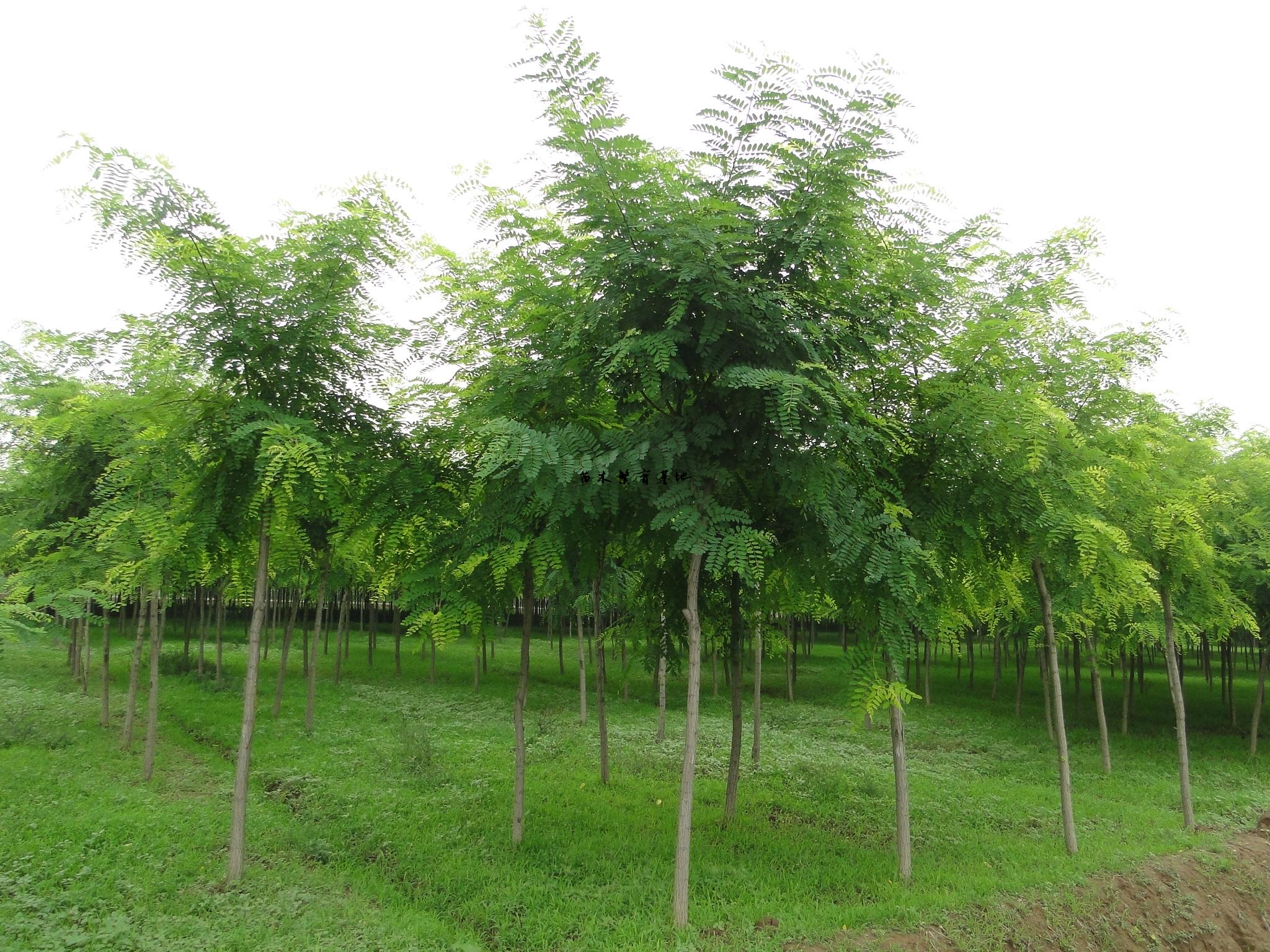 别名: a href="#">槐树 /a>, a href="#">槐蕊 /a>, a href="#">豆