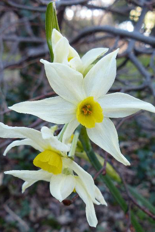  p>多花水仙(学名: i>narcissus tazetta /i> l.