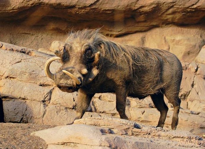 phacochoerus africanus sundevallii