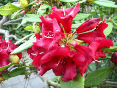  p>血红杜鹃(学名: i>rhododendron sanguineum /i> franch.