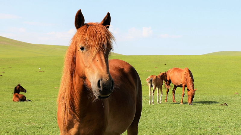 p data-id="gnbky30b92">三河马,中国内蒙古呼伦贝尔市海拉尔区特产