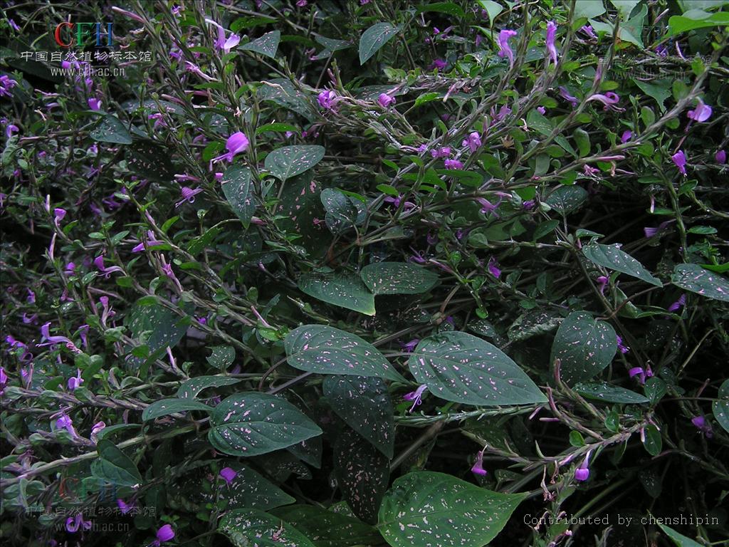  p> b>枪刀药属 /b>( a href="#" data-lemmaid="8074290">学名 /a>: 