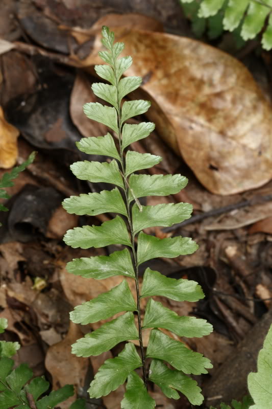  p>铁角蕨(学名: i>asplenium trichomanes  /i>l.
