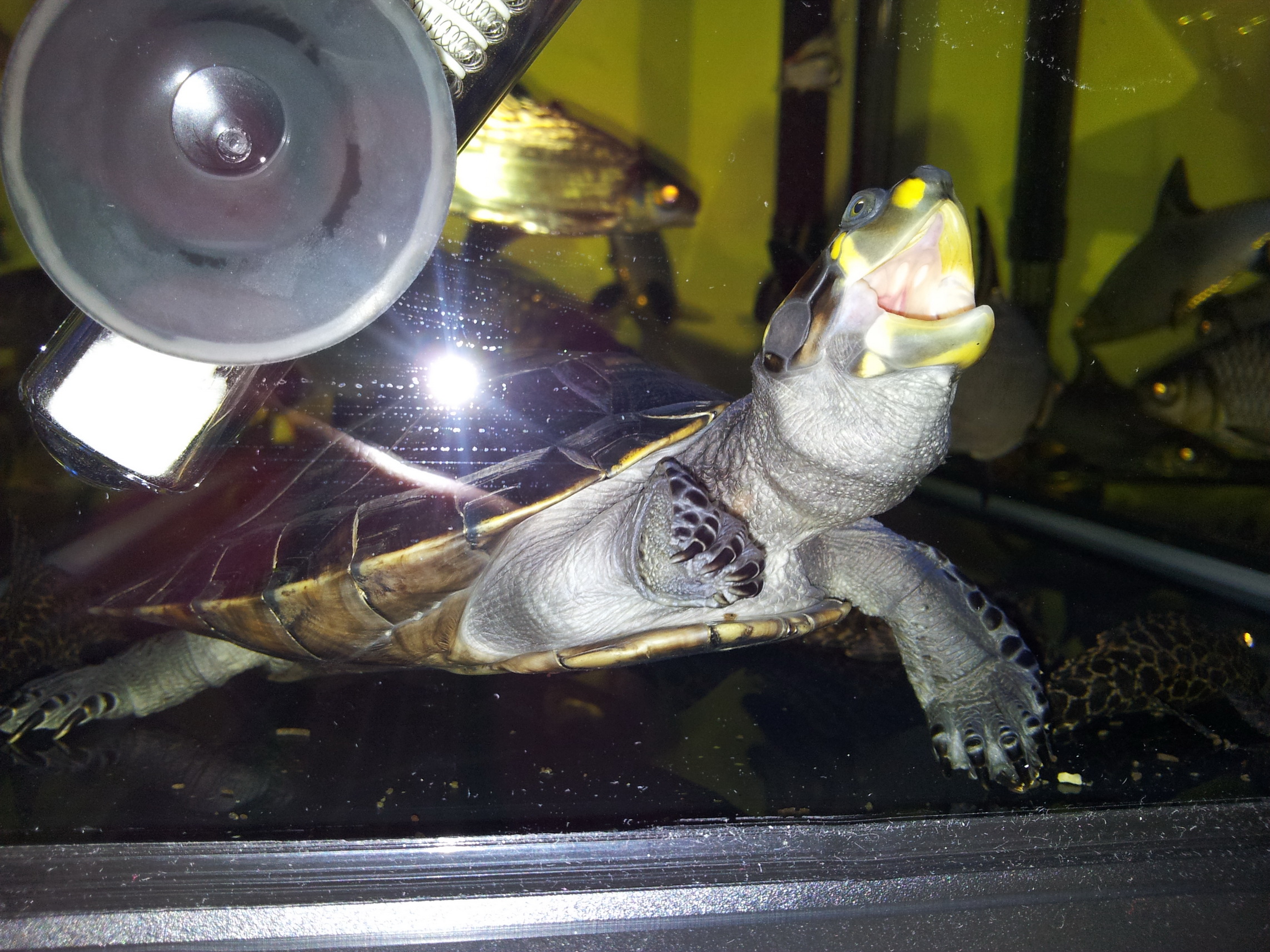  p>黄头侧颈龟(学名: i>podocnemis unifilis /i>)是侧颈龟科,南美侧