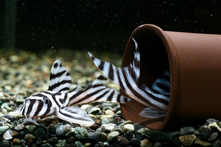  p>熊猫异型于1989年被发现,1991年定名为hypancistrus zebra.