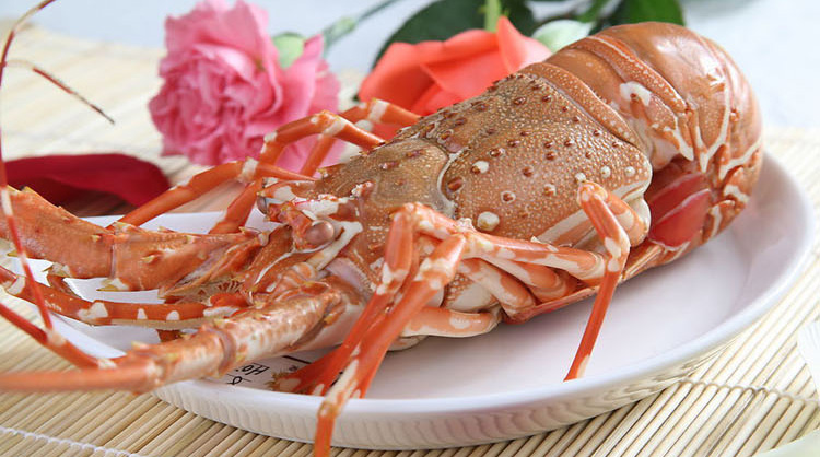  p>澳洲大龙虾是单一物种,澳洲野生 a href="#" data-lemmaid="