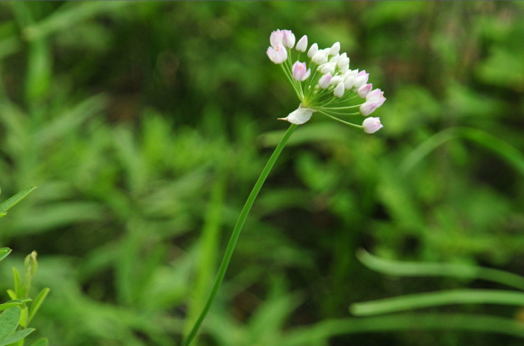  p>蒙古韭(学名: i>allium mongolicum /i> regel)是百合科葱属植物.
