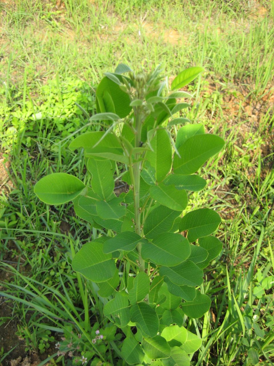  p>响铃草,中药名.
