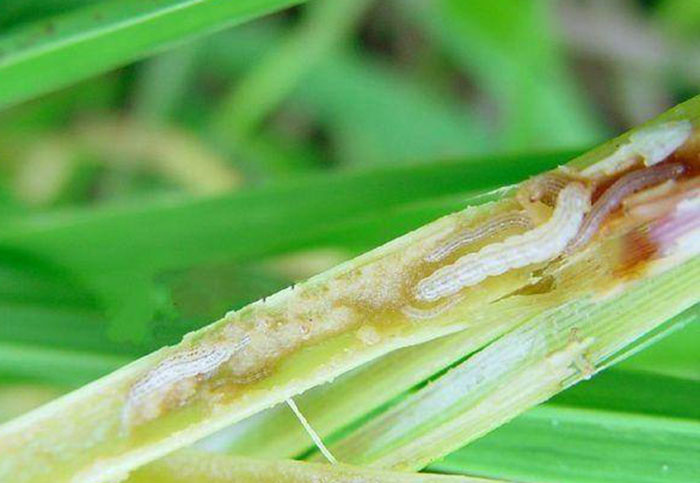 甘蔗二点螟
