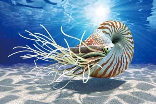  p>新生角石( b> i>cenoceras /i> /b>)是一类已灭绝的鹦鹉螺科动物