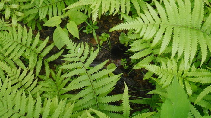  p>贵州凤尾蕨(学名:pteris guizhouensis ching ex ching et s. h.