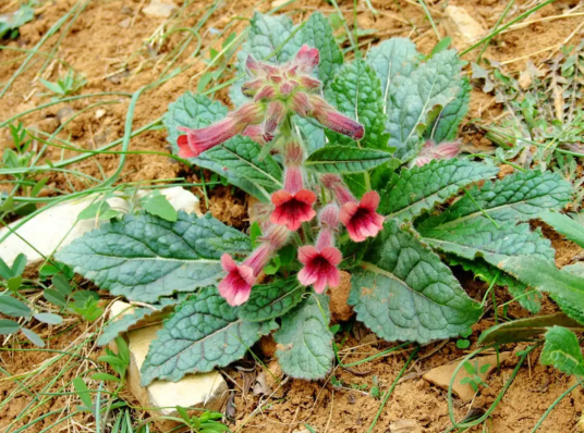 地黄（玄参科地黄属植物）_百度百科