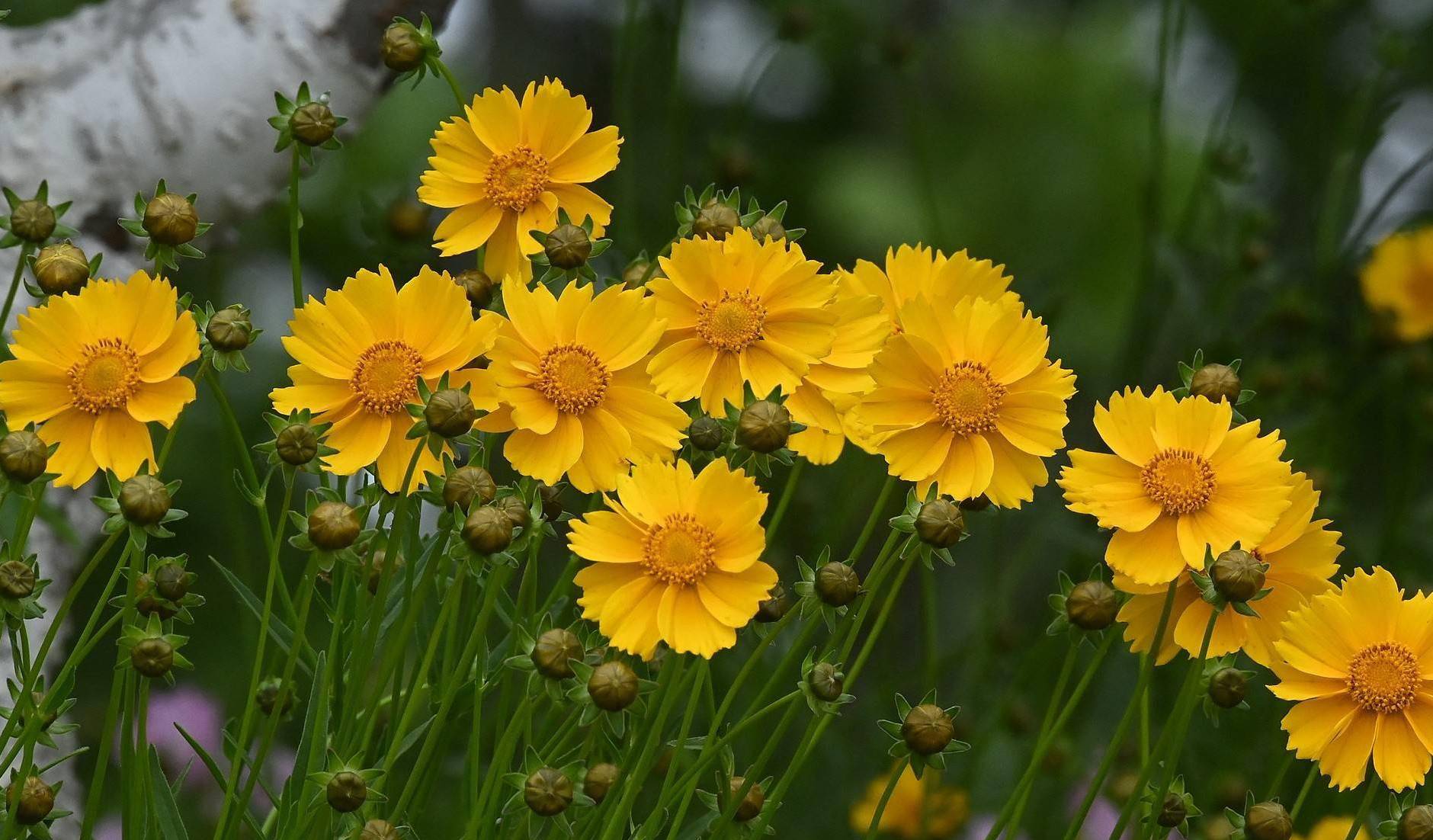 是菊科金鸡菊属多年生草本植物.