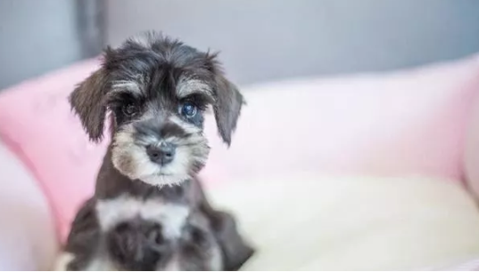 小型雪纳瑞 小型犬中的 战斗机 百科ta说