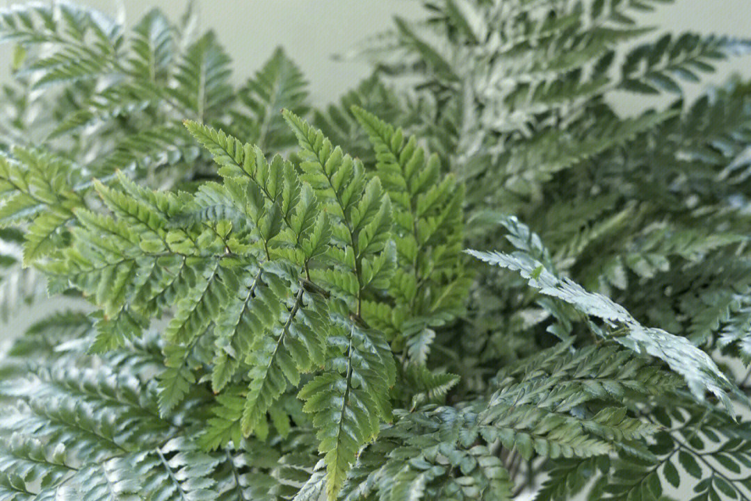  p data-id="gnbjdvfwaw">羊齿是列当科马先蒿属的多年生草本植物.