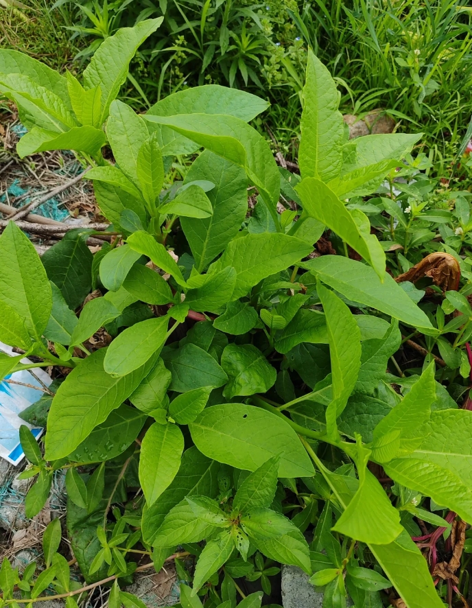 金鸡毛草,又名神奇救