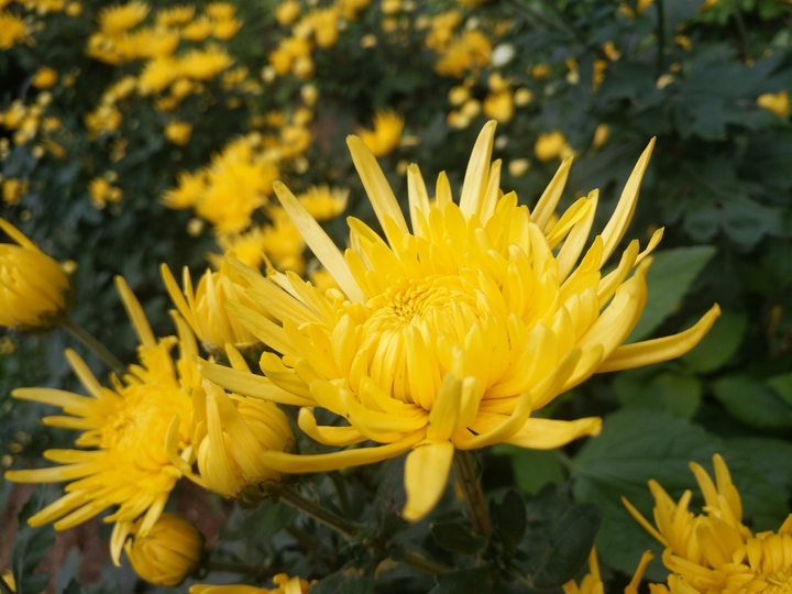  p>金丝皇菊,是菊科菊属植物,是江西省修水县农业产业的支柱之一. /p>