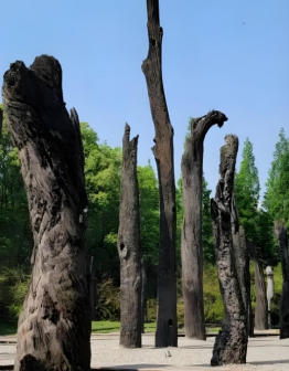 乌木（柿科柿属植物）_百度百科