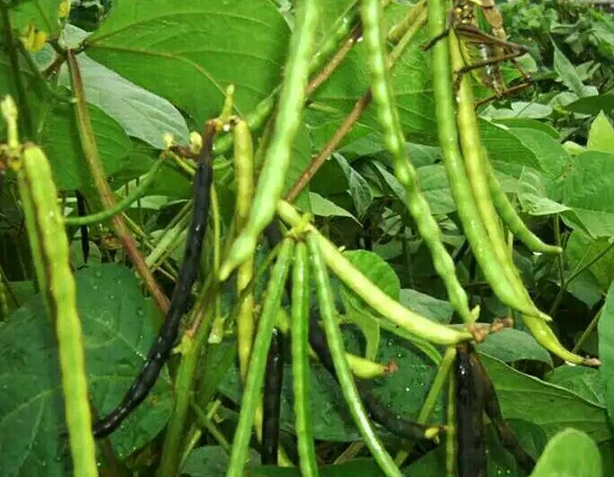 大颗蔓绿豆
