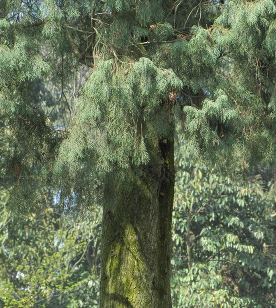 柏木合川家系003