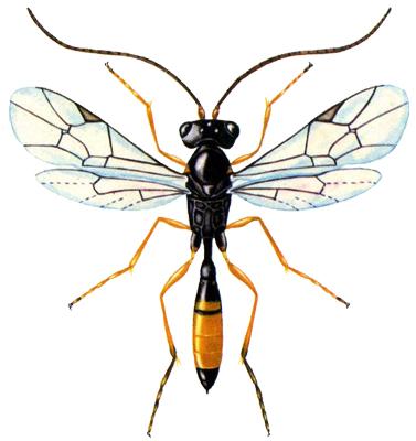 稻苞虫黑瘤姬蜂