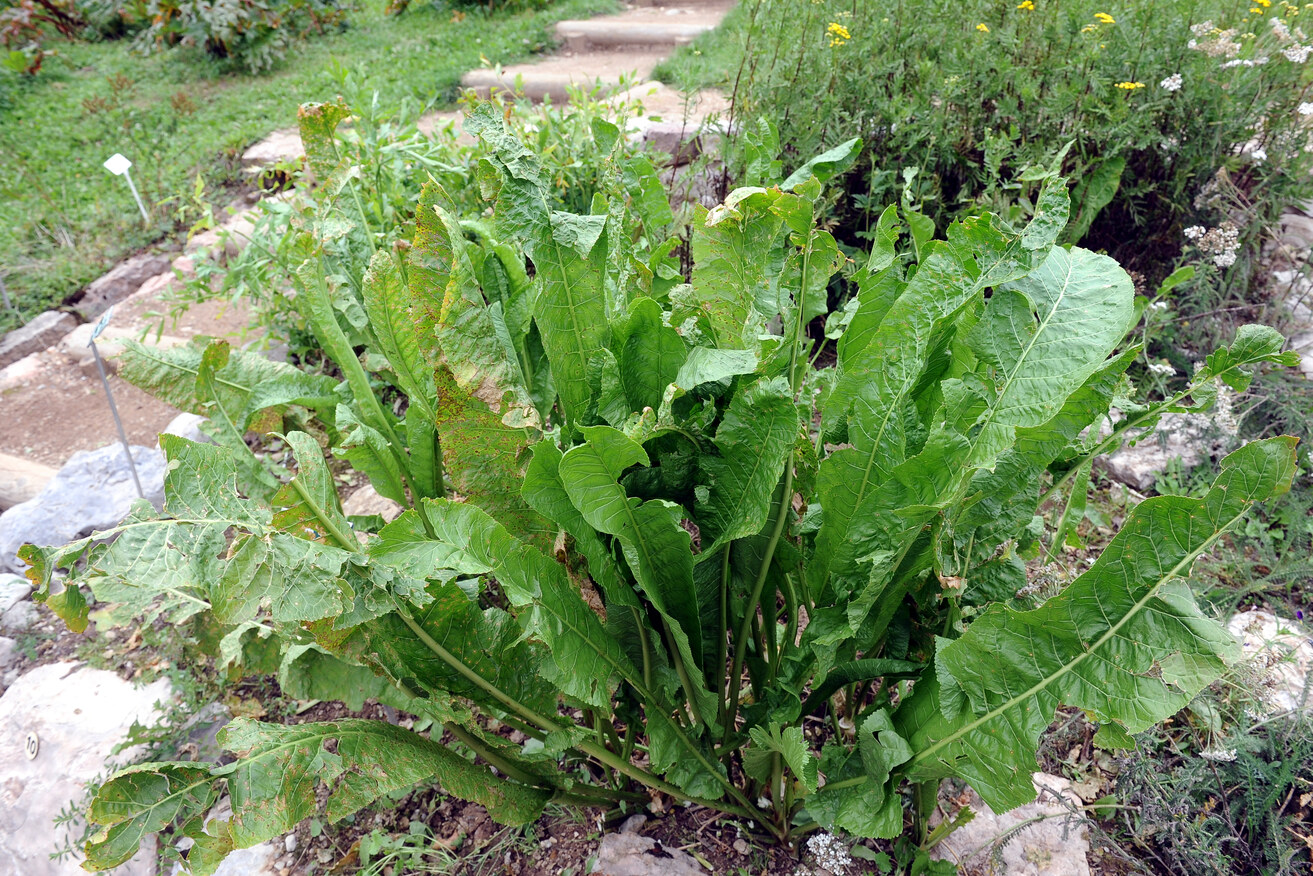 p. gaertner et schreb.)是十字花科,辣根属植物.