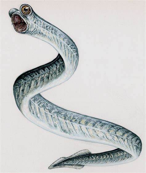 Conodont_百度百科