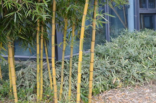 花竿早竹_百度百科