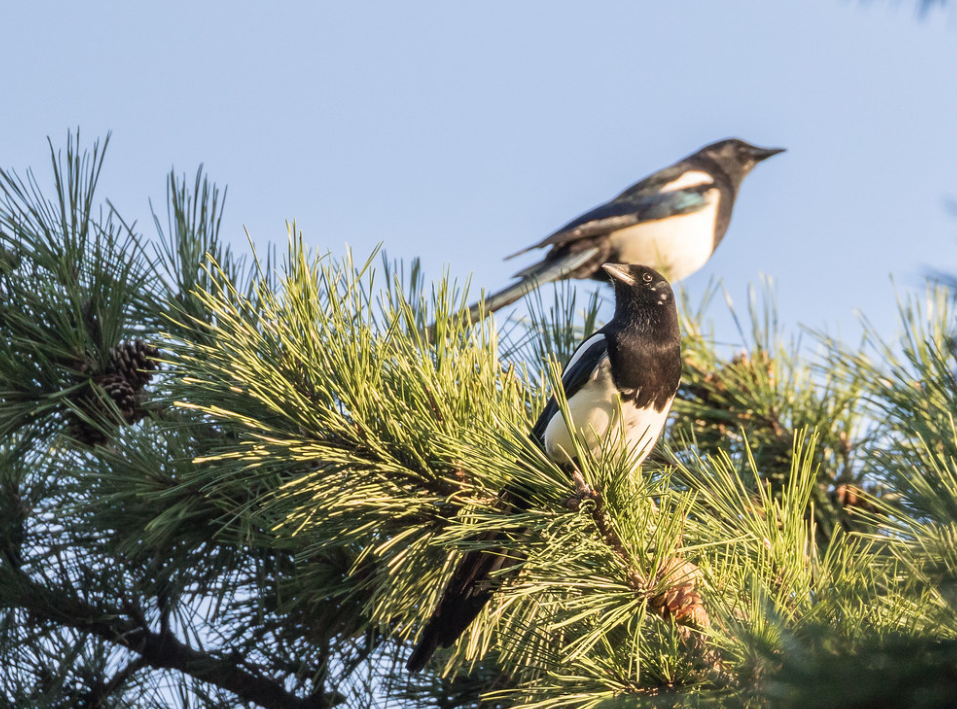  p>东方喜鹊(学名: i>pica serica /i>):是雀形目,鸦科,鹊属的鸟类.