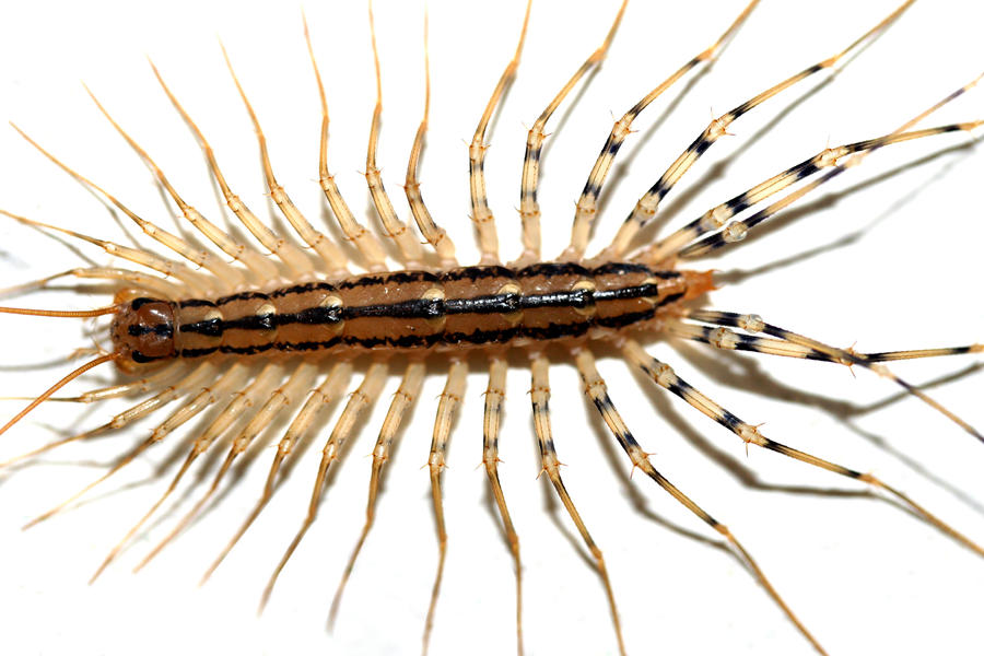  p data-id="u6o7ficnzpjb">蚰蜒(拼音:yóu yán)(学名: i>scutigera