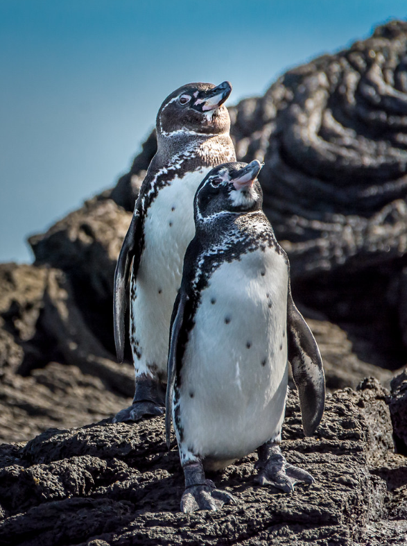  p>加岛环企鹅(学名: i>spheniscus mendiculus /i>):是鸟纲,企鹅目