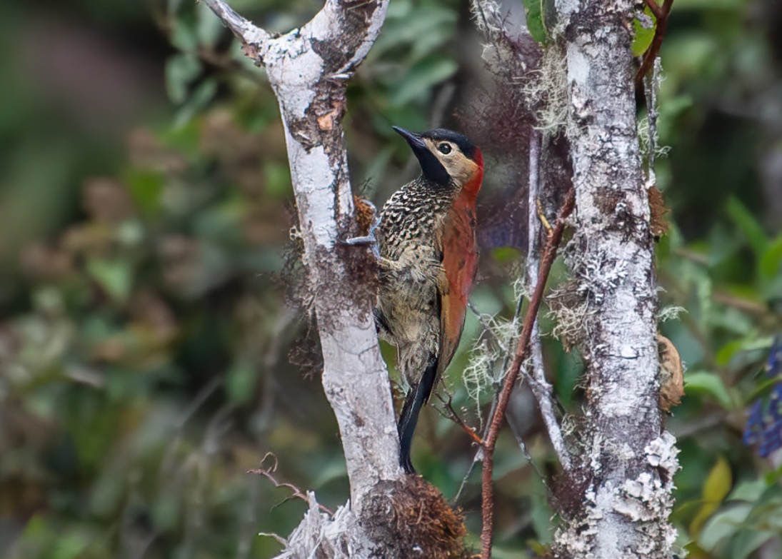 black-crowned woodpecker