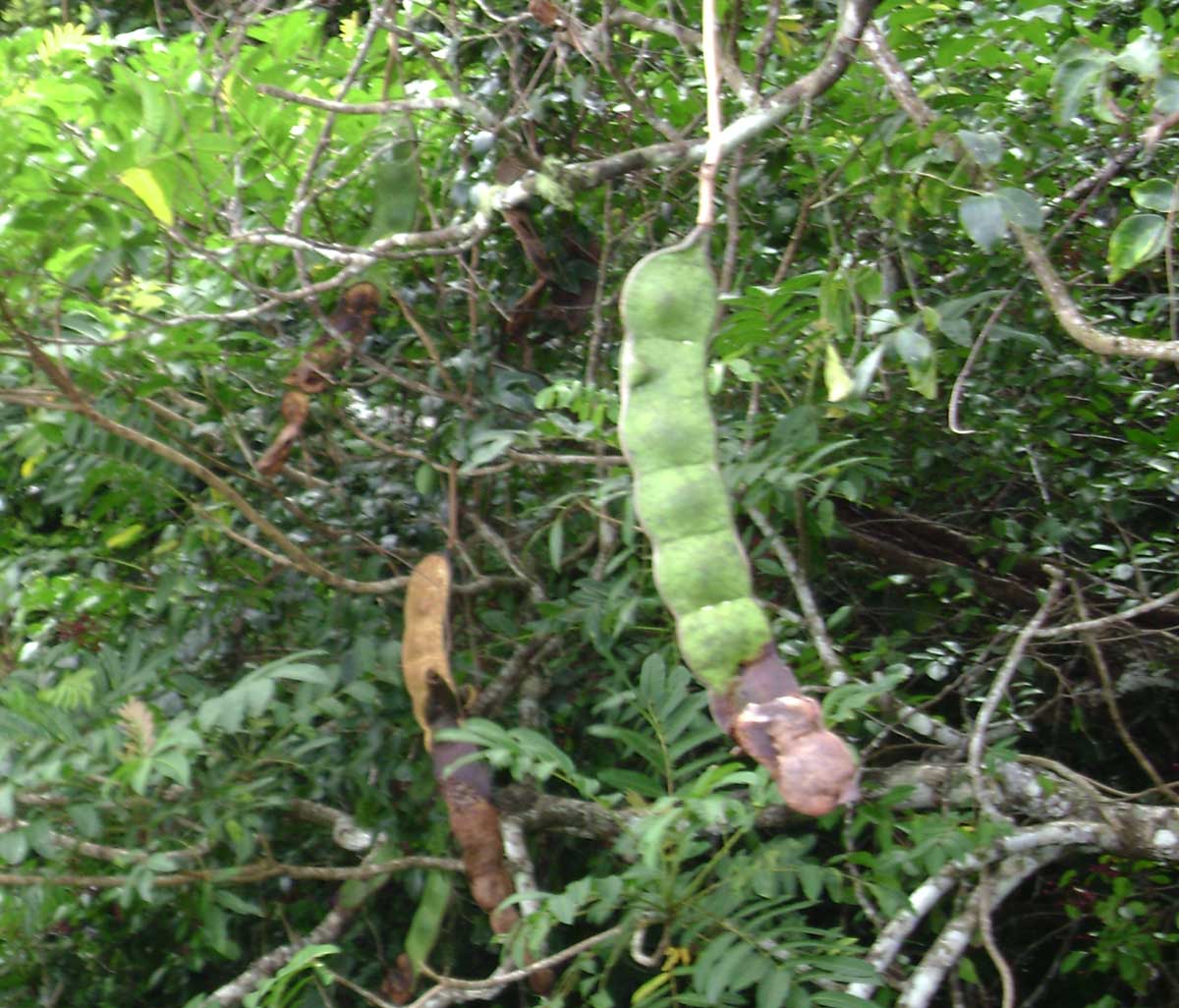 是豆科榼藤属的常绿木质大藤本植物,茎扭旋;枝无毛;主脉两侧的叶面不