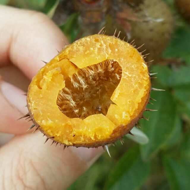 无籽刺梨