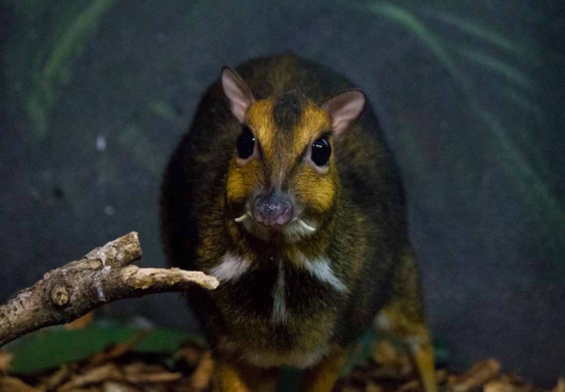 philippine mouse-deer