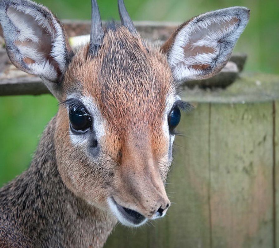  p>柯氏犬羚(学名: i>madoqua kirkii /i>):是偶蹄目,牛科,犬羚属动物